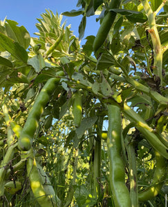 Bountiful Broadbeans from Day's Walk Farm