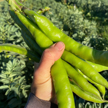 Load image into Gallery viewer, Bountiful Broadbeans from Day&#39;s Walk Farm
