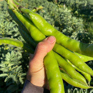 Bountiful Broadbeans from Day's Walk Farm
